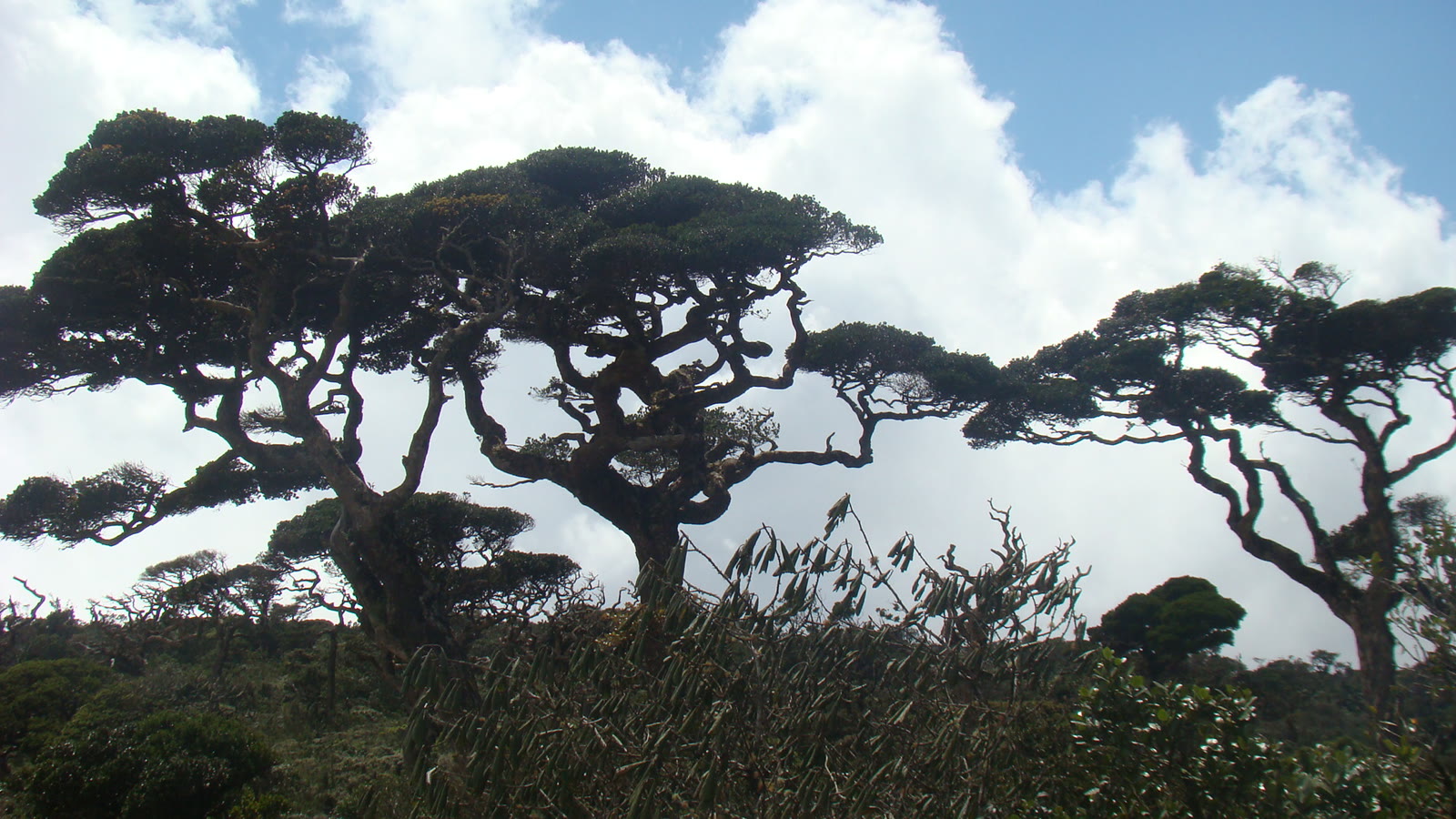 Incipient Agriculture and Creation of Horton Plains