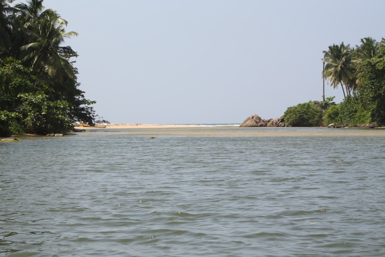 Sri Lanka Named UN World Restoration Flagship for Mangroves